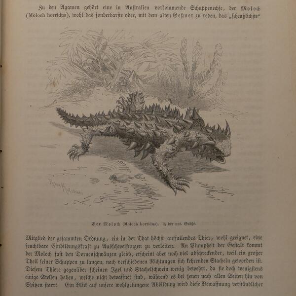 Moloch Horridus - A. E. Brehm, "Illustriertes Thierleben"